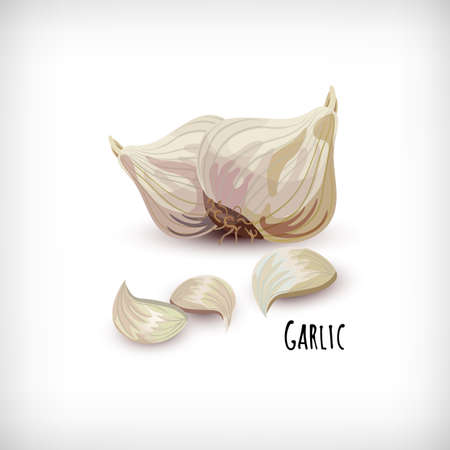 Garlic cloves in flat style isolated on white background. Vegetable organic eco bio farm product. Lettering Garlic. Spice plant condiment collection. Vector illustration.のイラスト素材