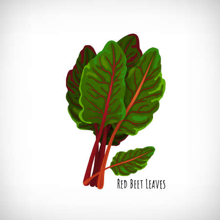 Red beet plant with fresh raw leaves isolated on white background. Ingredient of healthy diet vegetarian food. Green salad plant in flat style. Lettering Red Beet Leaves. Vector illustration.のイラスト素材