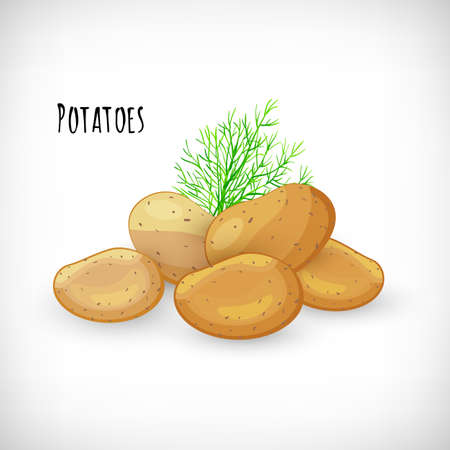 Whole unpeeled potatoes, dill twig in flat style. Vegetable organic eco bio farm product. Lettering Potatoes. Potato fresh raw vegetable image. Vector illustration on white background.のイラスト素材