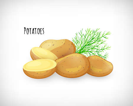 Potatoes whole, half, unpeeled, dill twig in flat style. Vegetable organic eco bio farm product. Lettering Potatoes. Potato fresh raw vegetable image. Vector illustration on white background.のイラスト素材