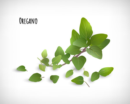Oregano plant and leaves isolated. Spices herbs concept. Lettering Oregano. Elements for web design on vignette background. Vector illustration.のイラスト素材