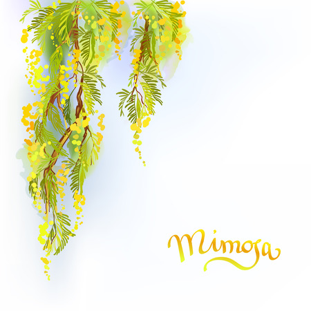 Yellow mimosa or acacia spring flowers verical garland on white blue background. Hand drawn floral yellow green border gesign and mimosa text. Sunny watercolor sketch background. Vector illustration.のイラスト素材