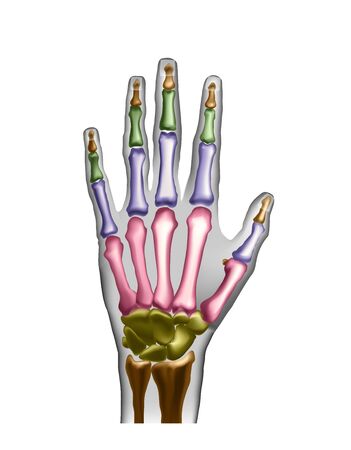 Hand bones with anotations for learning or medical publications.の写真素材