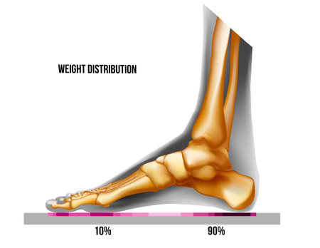 Foot weight distribution. Normal arch foot bones realistic skeleton medial view.のイラスト素材