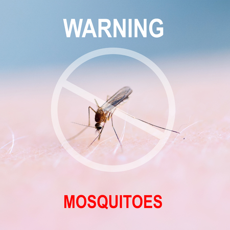 Close up of mosquito sucking blood on human skin, Mosquito is carrier of Malaria. Encephalitis. Dengue Zika virusの写真素材