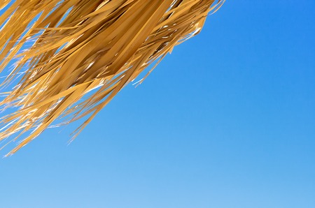 The dry leaves of the palm trees against the clear skyの写真素材