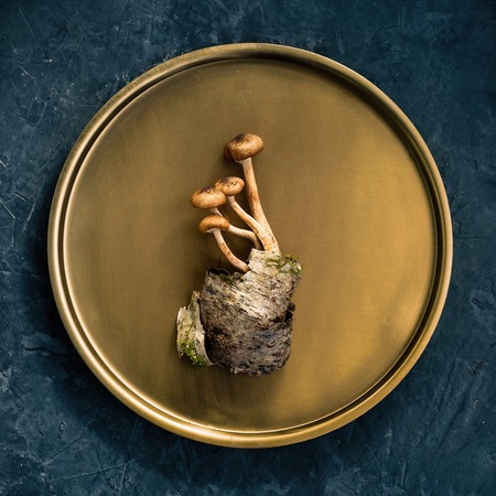Decorative composition of mushrooms, birch bark and forest leaves on a copper plate. Dark beautiful background. Top viewの写真素材