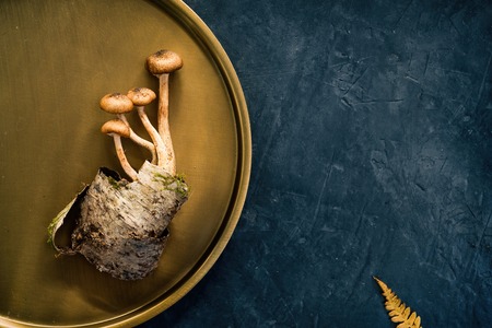 Decorative composition of mushrooms, birch bark and forest leaves on a copper plate. Dark beautiful background. Top viewの写真素材