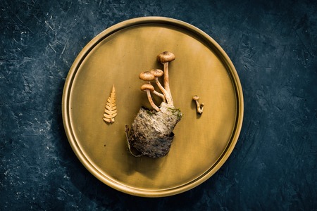 Decorative composition of mushrooms, birch bark and forest leaves on a copper plate. Dark beautiful background. Top viewの写真素材
