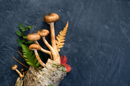 Decorative composition of mushrooms, birch bark and forest leaves on a dark concrete background. minimalism Top viewの写真素材