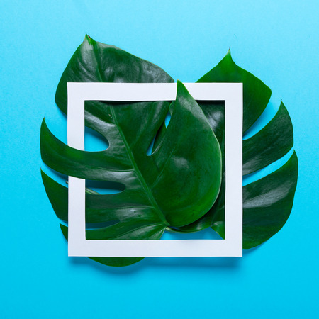 Frame of tropical leaves Monstera and palm on pink background a space for text. Top view, flat lay.の写真素材