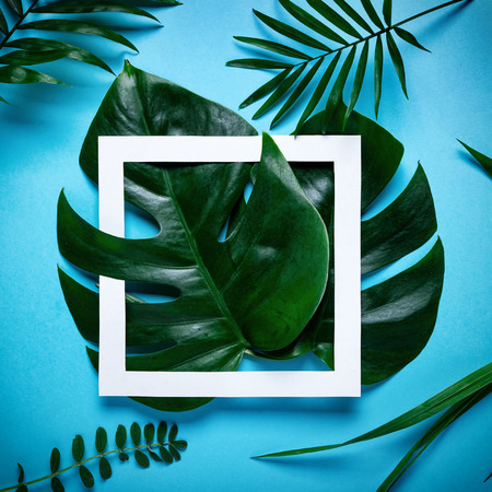 Frame of tropical leaves Monstera and palm on blue background a space for text. Top view, flat lay.の写真素材