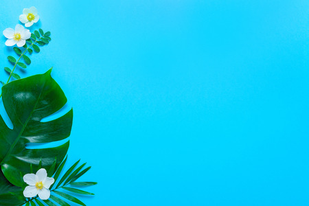 Monstera leaves summer minimal background with a space for a text, flat lay, view from aboveの写真素材