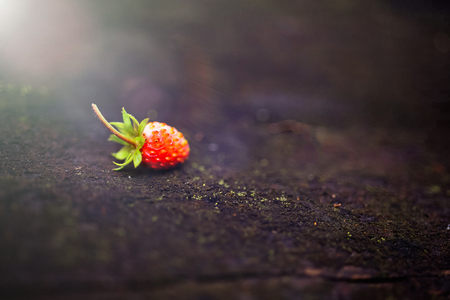 Lonely beautiful, red wild strawberry on a blurry dark background. Forest, abstract background with a sunbeam.の写真素材