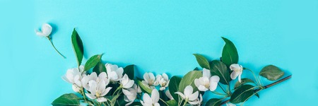 Creative layout with blooming apple tree on a blue background. Flat lay. Concept - spring minimalismの写真素材