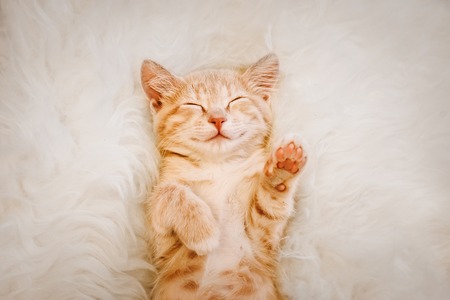 Cute, red kitten is sleeping on his back and smiling, paws up. Concept of sleep and good morning.の写真素材