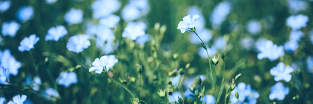 Field of flowering flax. Macro. Selective focus. Natural economy Bannerの写真素材