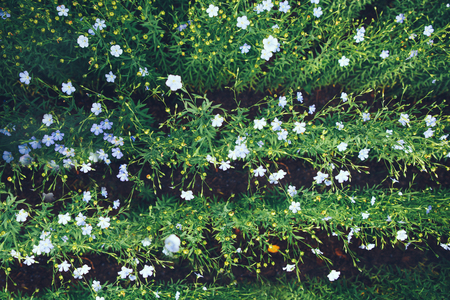Blooming flax. A field with furrows. The concept of eco-friendly agricultureの写真素材