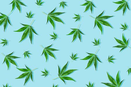Trendy sunlight CBD pattern with green leaf cannabis on a light blue background. Minimal conceptの写真素材