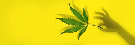 Trendy sunlight cannabis leaf in a female hand from a shadow on yellow background. Minimal CBD OIL concept Bannerの写真素材