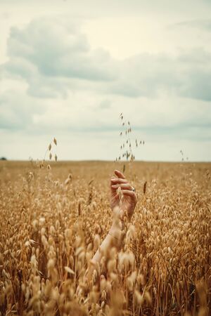 Beautiful, sensual female hands are visible in the field of ripened oats. Adult Woman Sexuality Conceptの写真素材