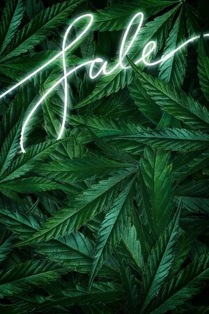 Creative background of cannabis leaves, marijuana and a neon sign Sale. Flat Lay Copy Space,の写真素材