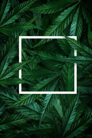 Natural background of cannabis, marijuana leaves and frame. Minimalism flat layの写真素材