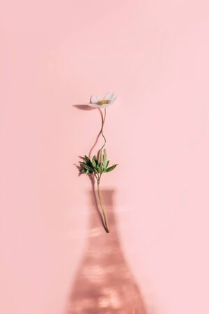 Apple tree branch on a wooden background in retro style. Spring concept backdrop. Romantic floral background. Abstract spring background, minimal composition.の写真素材