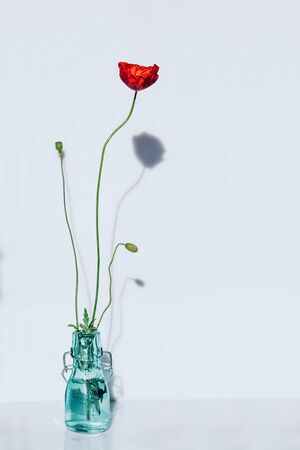 Delicate, minimalistic bouquet of poppy flower on a white background with shadows from the sun. Spring romantic invitation concept. Lonely garden flower.の写真素材