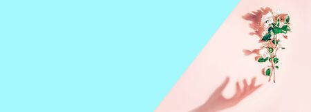 Creative layout with branch of apple blossoms on pastel pink, blue background. Flat lay. Spring minimal concept Bannerの写真素材