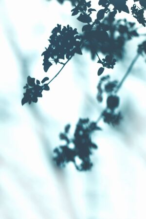 Tree branches and flowering plants and shadows on a blue wall background. Flat lay. Minimal concept...