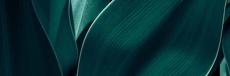 Green tropical plant close-up. Abstract natural floral background Selective focus, macro. Flowing...