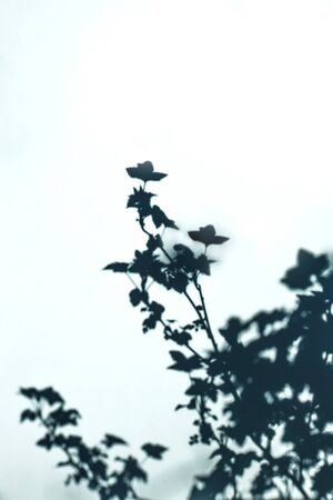 Tree branches and flowering plants and shadows on a blue wall background. Flat lay. Minimal concept of abstract natural summer texture Soft focusの写真素材