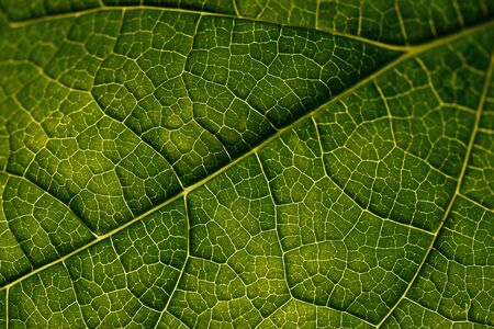 Closeup leaf texture. Green tropical plant close-up. Abstract natural floral background Selective focus, macro. Flowing lines of leavesの写真素材