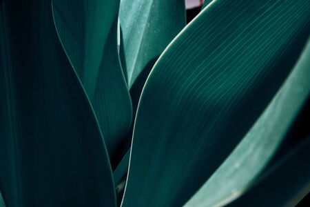 Green tropical plant close-up. Abstract natural floral background Selective focus, macro. Flowing...