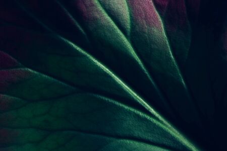 Creative fluorescent color layout made of leaf texture closeup. Flat lay neon colors. Nature...