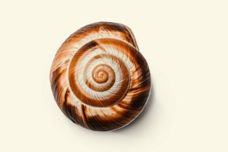 Sea shell in the form of a spiral on a white background. Insulated sink with natural texture. Macro shot. Natural background conceptの写真素材