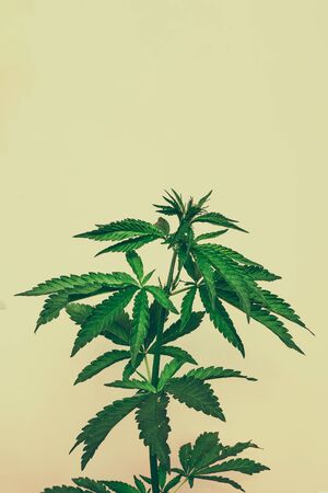 Beautiful green marijuana plant, hemp leaves on a pink background. Cannabis background Front view, close upの写真素材