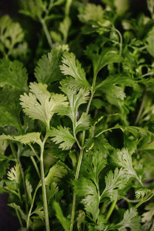 A bunch of fresh cilantro, coriander close-up. authentic still life. Top view