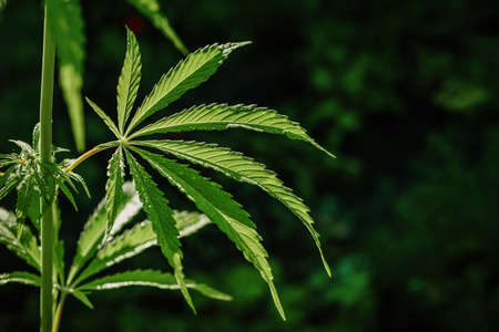 Growing organic cannabis background herb on the farm. Marijuana leaves cannabis plants a beautiful...