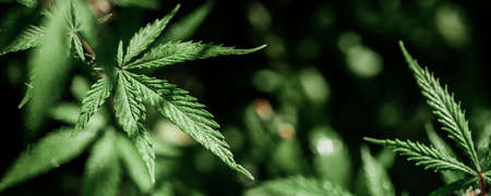 Growing organic cannabis background herb on the farm. Marijuana leaves cannabis plants a beautiful background Black background. Selective focusの写真素材