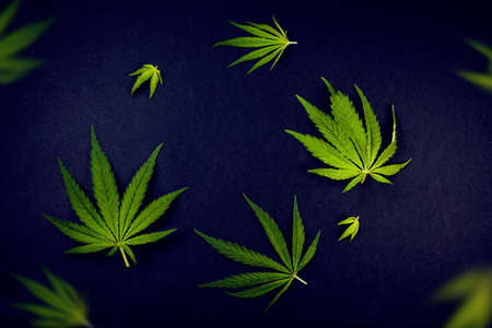 Trendy pattern of different leaves of marijuana and hemp on a black background. Flat lay. Cannabis plant backgroundの写真素材