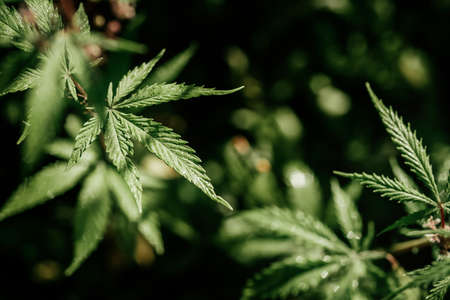 Growing organic cannabis background herb on the farm. Marijuana leaves cannabis plants a beautiful background Black background. Selective focusの写真素材