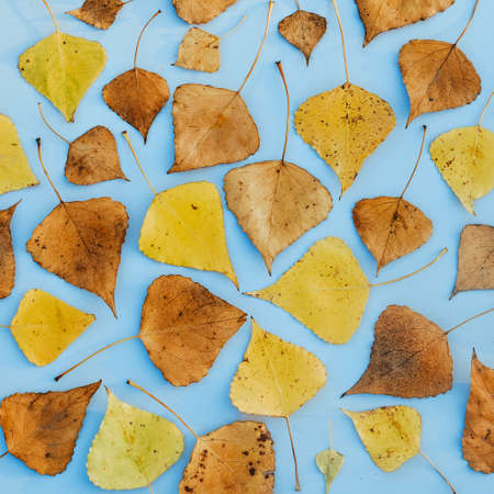 Pattern of autumn yellow and dry leaves, abstract autumn backgroundの写真素材