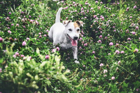 Funny dog Jack Russel with tongue out on a walk in green grass Copy spaceの写真素材