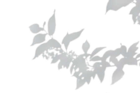 Photo overlay effect. Gray shadow of bush leaves on a white wall. Abstract neutral concept of nature...
