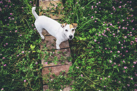 Cheerful dog Jack Russell for a walk in the green grass. Copy spaceの写真素材