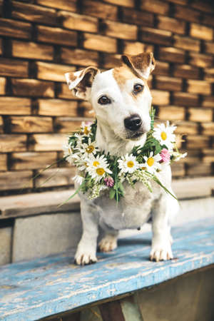Beautiful, romantic dog Jack Russel in a wreath of flowers. Summer vacation concept. Country styleの写真素材