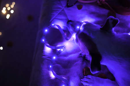 The dog is sleeping on the bed in the light of Christmas lights, tired after the party. Merry...