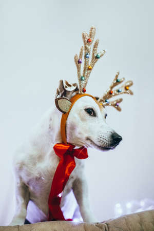 Funny dog Jack Russell in a deer costume with shiny antlers preparing for the holiday. Merry Christmas and New Years conceptの写真素材